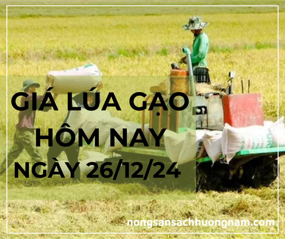 Giá lúa gạo hôm nay ngày 26/12/2024