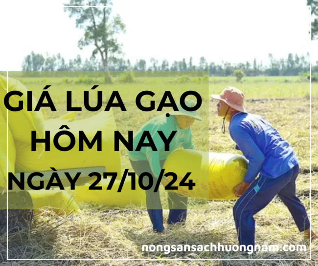 Giá lúa gạo hôm nay ngày 28/10/2024 
