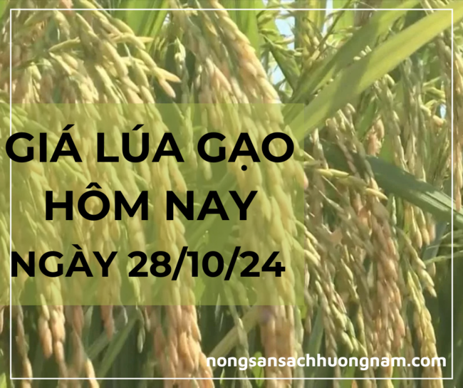Giá lúa gạo hôm nay ngày 28/10/2024 