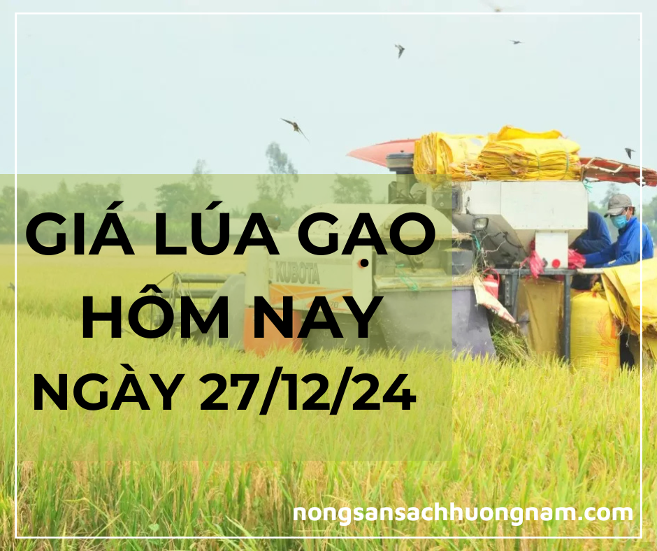 Giá lúa gạo hôm nay ngày 27/12/2024