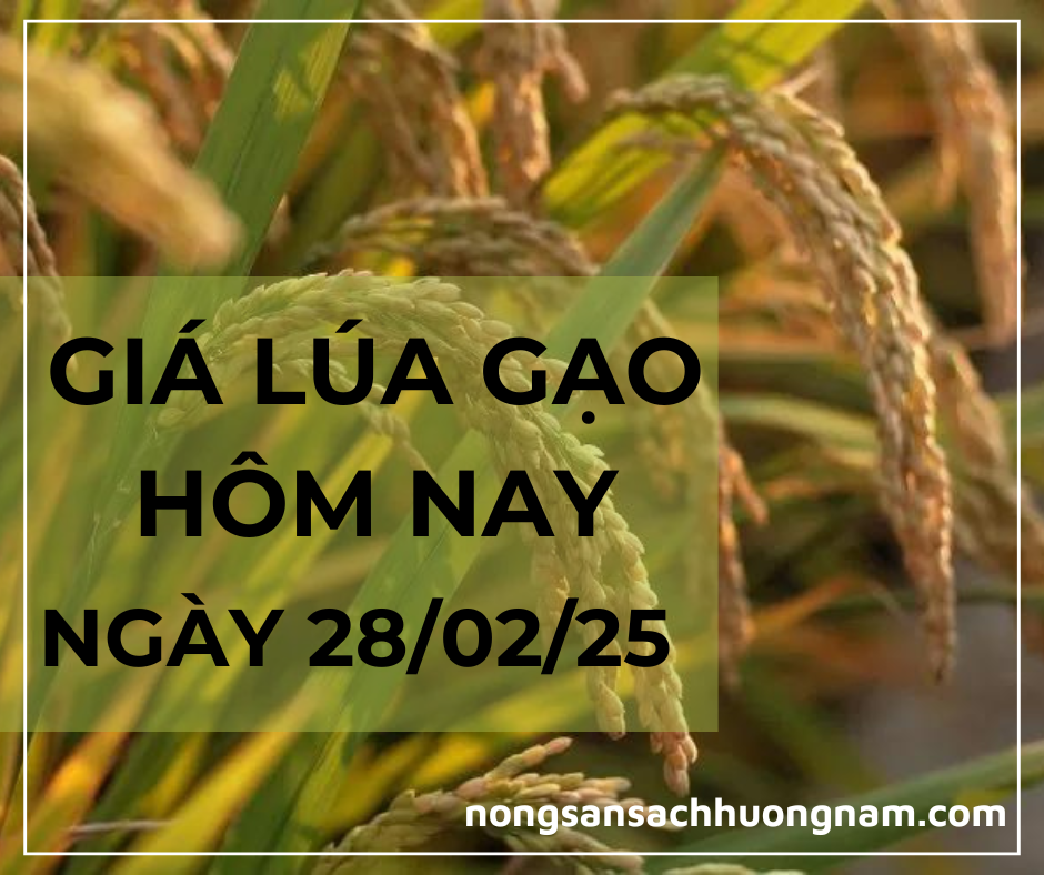 Giá lúa gạo hôm nay ngày 28/02/2025