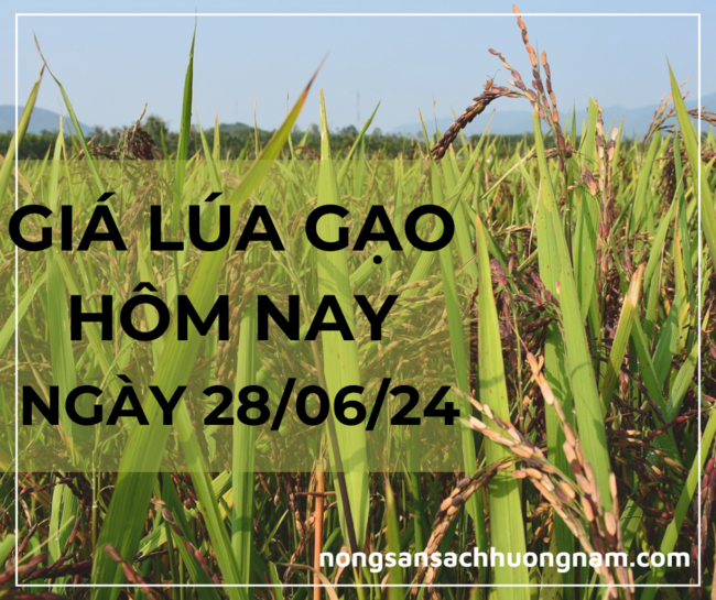 Giá lúa gạo hôm nay 28/06/2024 