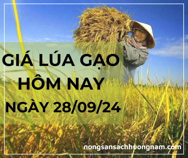 Giá lúa gạo hôm nay ngày 28/09/2024 