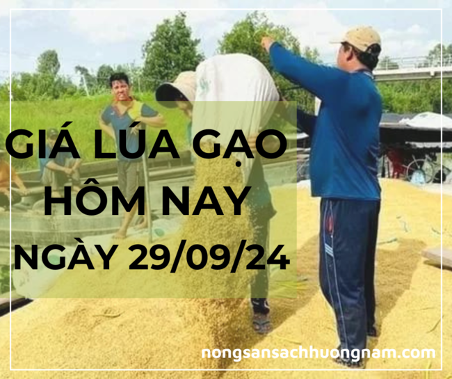 Giá lúa gạo hôm nay ngày 28/09/2024 