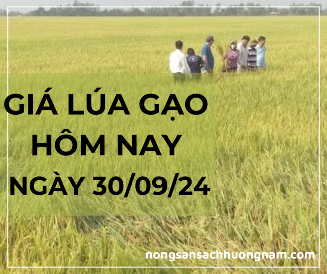 Giá lúa gạo hôm nay 30/09/2024 