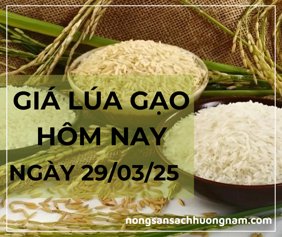 Giá lúa gạo hôm nay ngày 29/03/2025