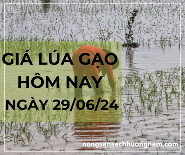 Giá lúa gạo hôm nay 29/06/2024 