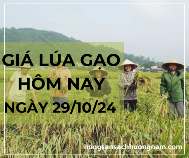 Giá lúa gạo hôm nay ngày 29/10/2024 