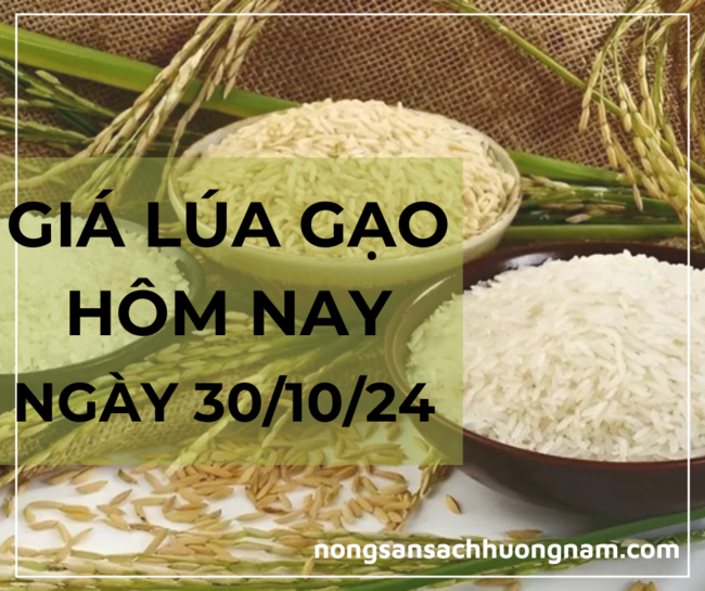 Giá lúa gạo hôm nay ngày 30/10/2024 