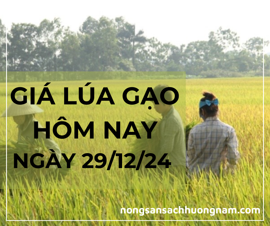 Giá lúa gạo hôm nay ngày 29/12/2024 