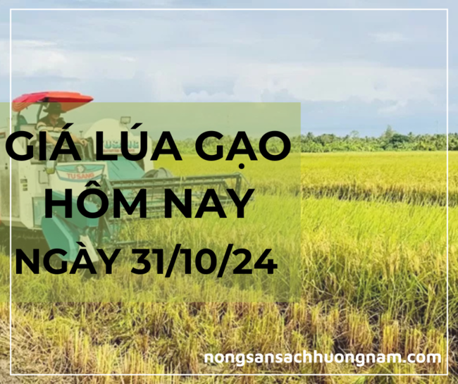 Giá lúa gạo hôm nay ngày 31/10/2024 