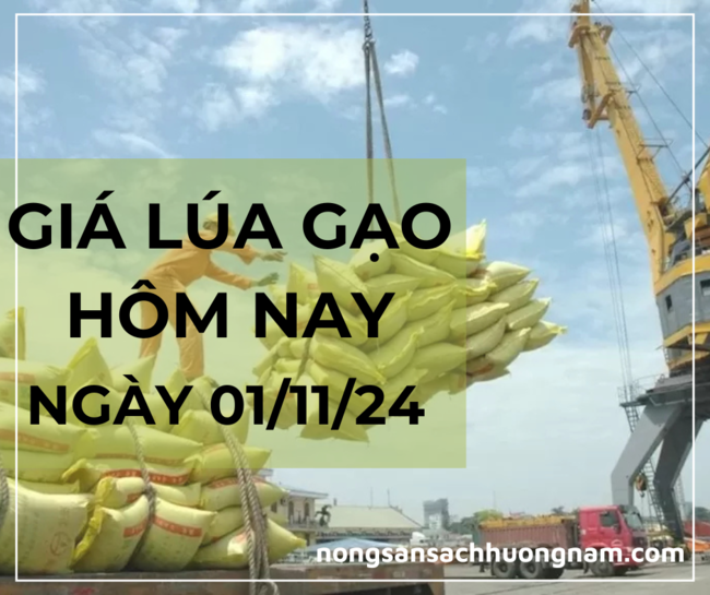 Giá lúa gạo hôm nay ngày 01/11/2024 