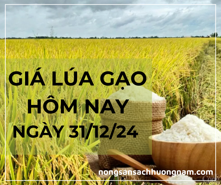Giấ lúa gạo hôm nay ngày 31/12/2024 