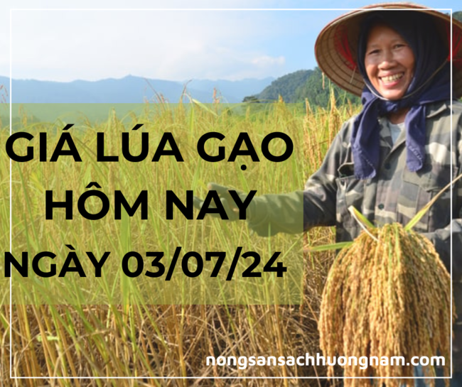 Giá lúa gạo hôm nay ngày 03/07/2024 
