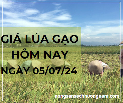 Giá lúa gạo hôm nay ngày 05/07/2024 