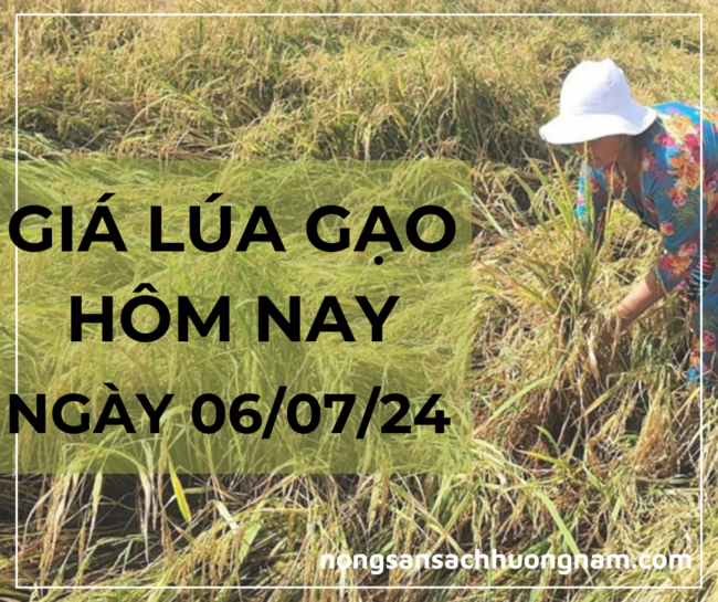 Giá lúa gạo hôm nay ngày 06/07/2024 