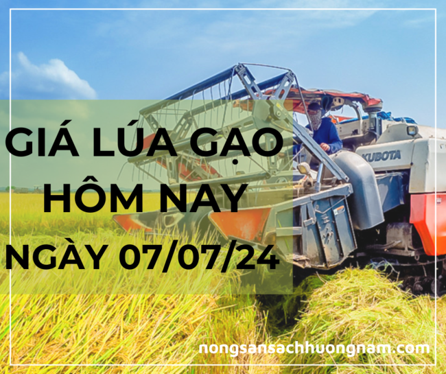 Giá lúa gạo hôm nay ngày 07/07/2024 