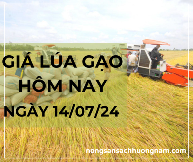 Giá lúa gạo hôm nay ngày 14/07/2024 