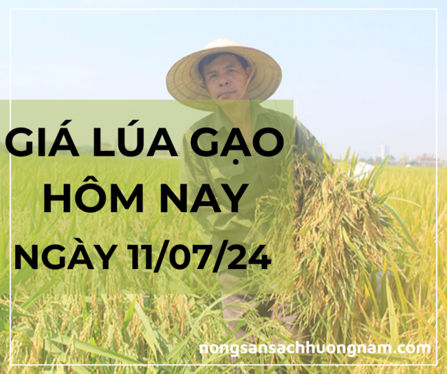 Giá lúa gạo hôm nay ngày 14/07/2024 