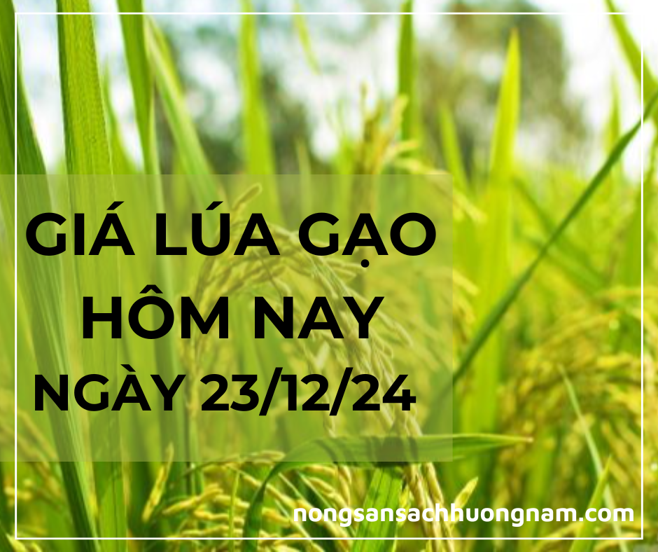 Giá lúa gạo hôm nay ngày 23/12/2024
