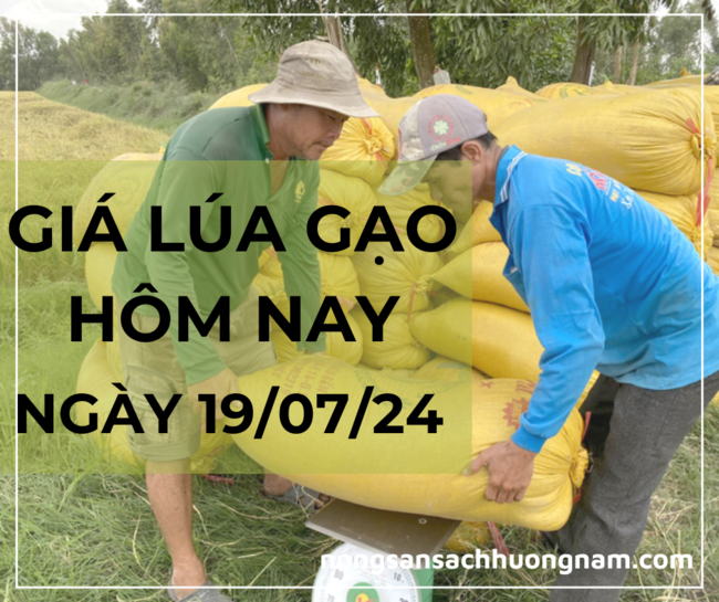 Giá lúa gạo hôm nay ngày 19/07/2024 