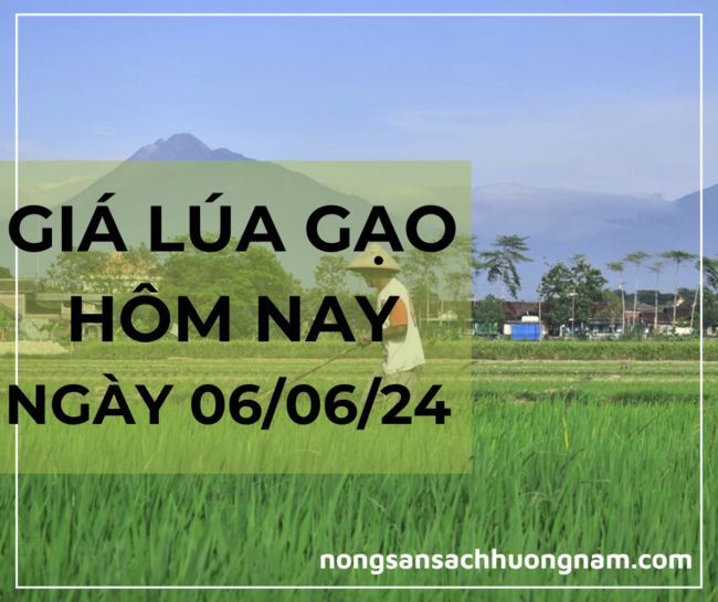 Giá lúa gạo hôm nay ngày 06/06/2024