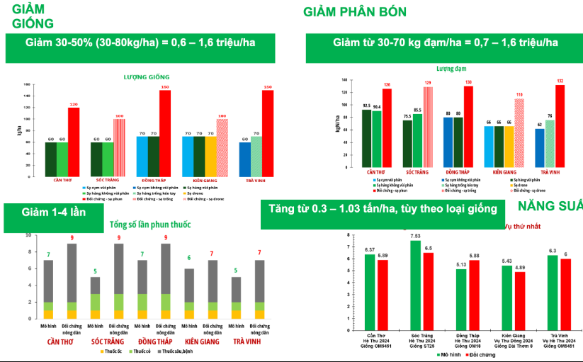 Hiệu quả giảm giống, giảm phân bón trong triển khai Đề án 1 triệu ha lúa chất lượng cao. Ảnh: T.L