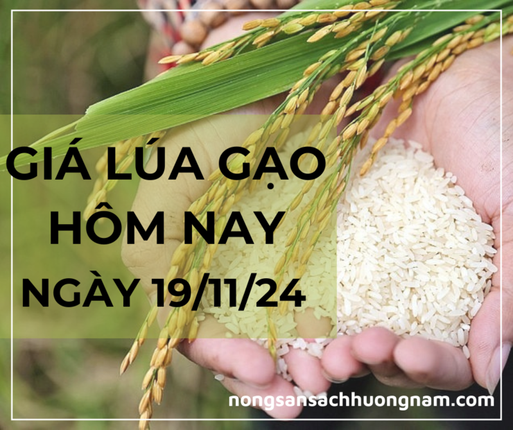 Giá lúa gạo hôm nay ngày 19/11/2024