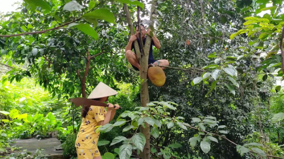 Khảo cây giờ ngọ 
