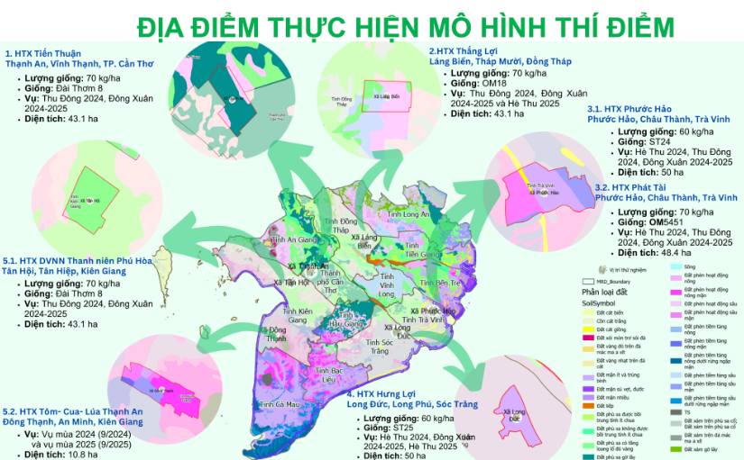 Địa điểm thực hiện mô hình thí điểm Đề án 1 triệu ha lúa chất lượng cao. Ảnh: T.L