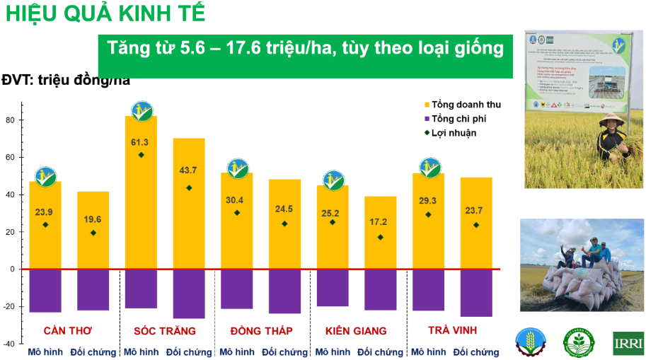 Hiệu quả kinh tế trong triển khai Đề án 1 triệu ha lúa chất lượng cao. Ảnh: T.L