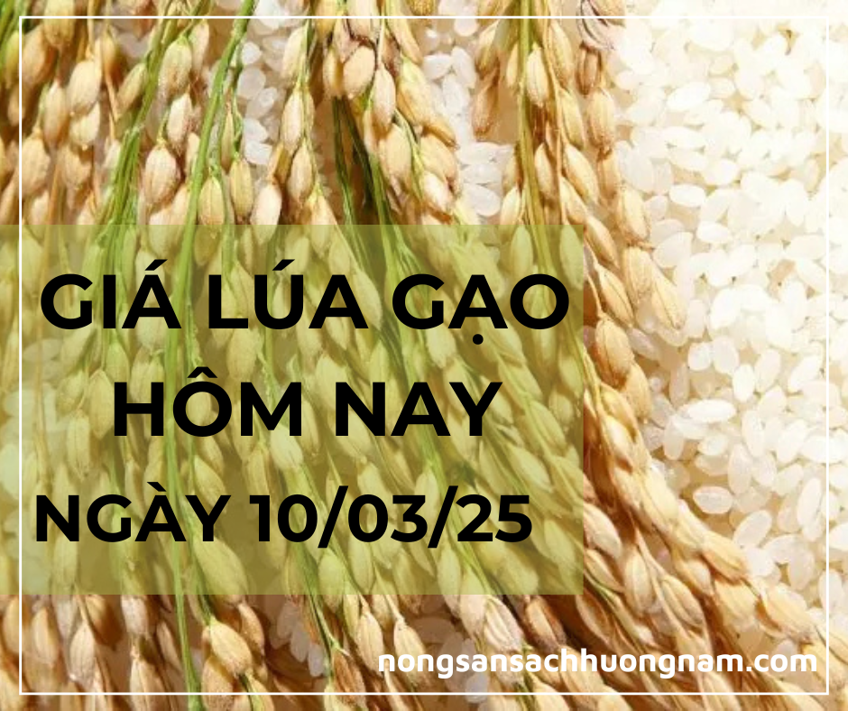 Giá lúa gạo hôm nay ngày 10/03/2025
