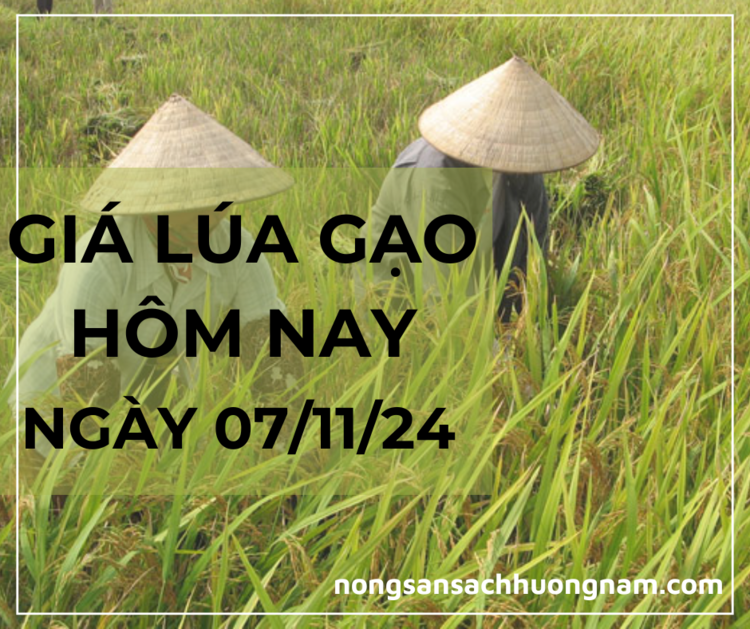 Giá lúa gạo hôm nay ngày 07/11/2024