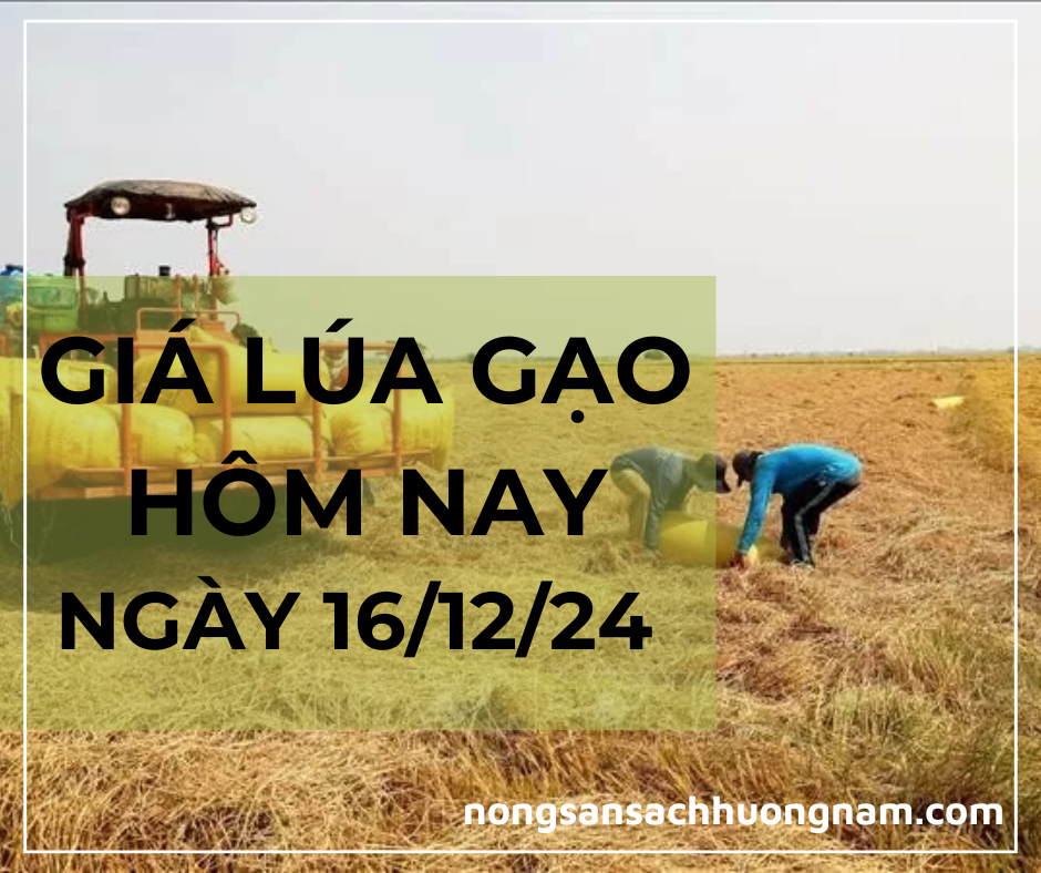 Giá lúa gạo hôm nay ngày 16/12/2024 