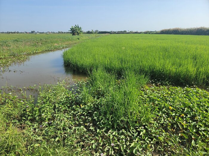 KHu vực trồng gạo St25 lúa tôm 