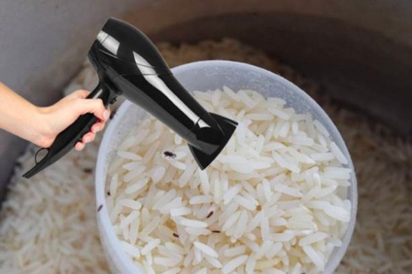 gạo bị mọt